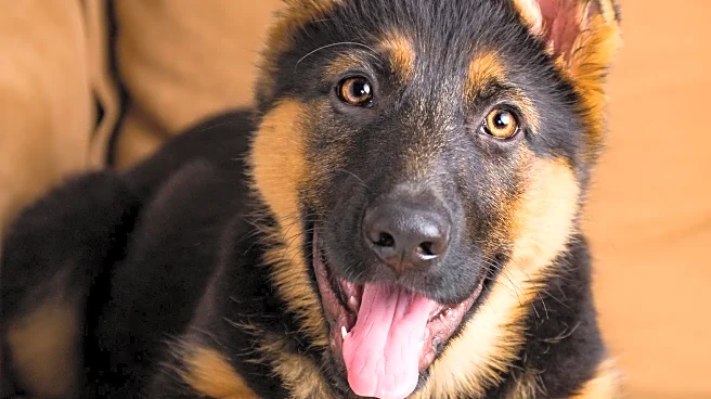German Shepherd's Heartwarming Reaction to New Kitten Goes Viral