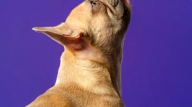 Study Reveals More Dog Breeds at High Risk for Breathing Disorders