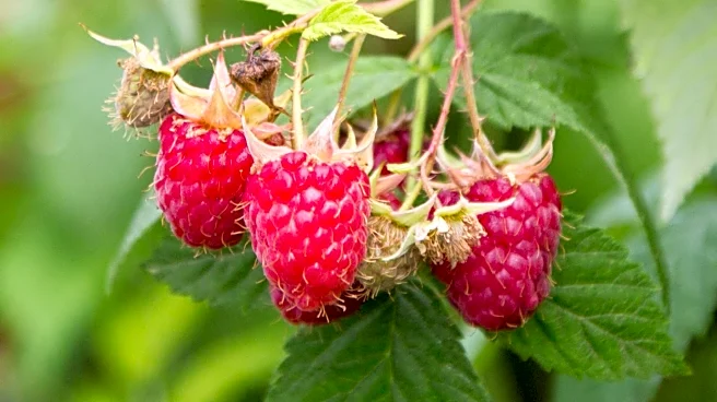 Research Highlights Potential of Red Raspberries in Blood Sugar and Cognitive Health