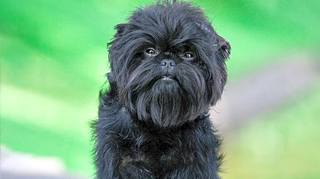 Veterinarian Highlights Small Dog Breeds as Effective Home Protectors