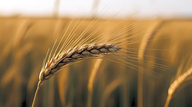 USDA Projects Slight Improvement in Agricultural Economy by 2026