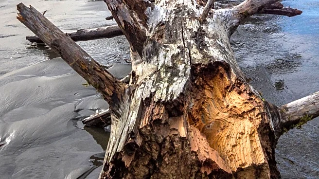 James Doran-Webb's Driftwood Sculptures Highlight Sustainability in Art