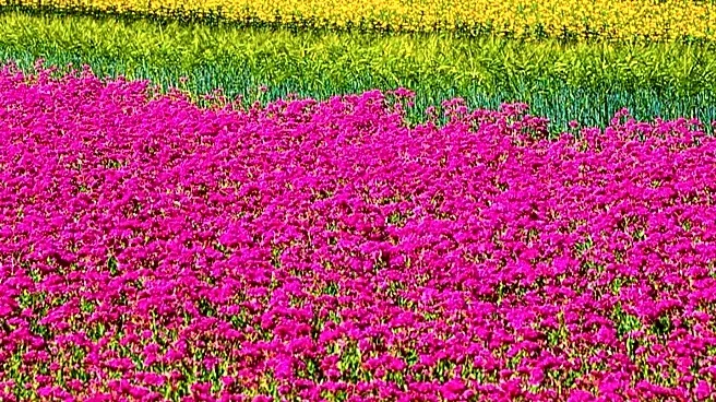 The Flower Fields in Carlsbad Reopen, Offering New Experiences for Spring Visitors