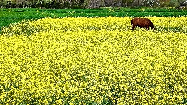 Northern Nevada Prepares for Spring as Winter Nears End