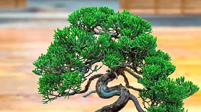 The Huntington Hosts 68th Annual Bonsai Celebration Featuring Expert Demonstrations and Exhibitions
