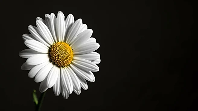 VCCP's 'Daisy vs Scammers' Wins Campaign Big Global Award for Original Idea