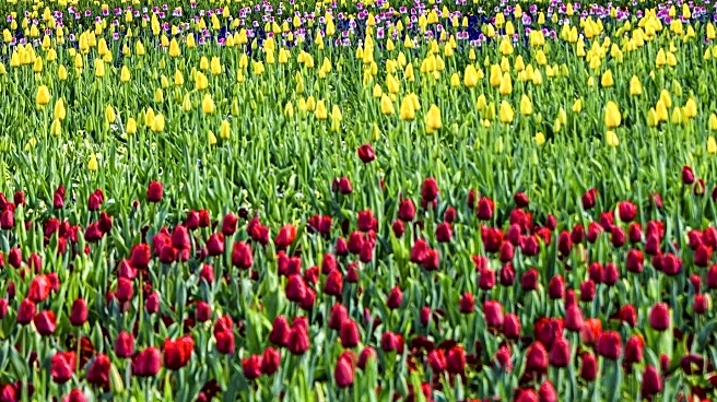 Dallas Blooms Festival Attracts Families with Over 500,000 Flowers in Full Bloom