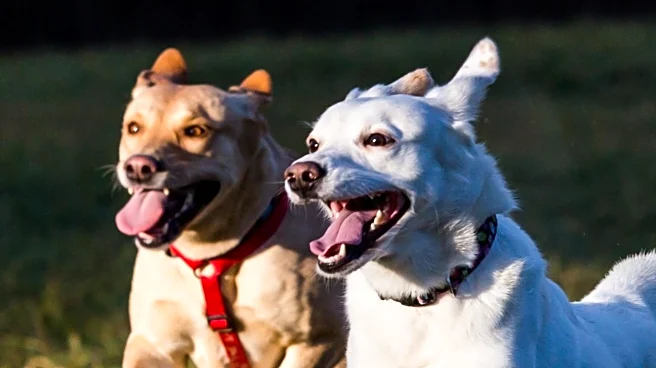 Viral Video Captures Dog's Excitement Over Walk with Friend