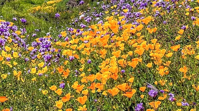San Diego County Ranch Prepares for 2026 Bloom Season with Vibrant Flower Display