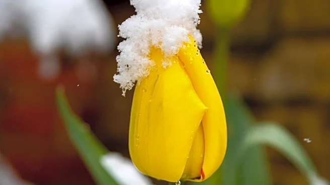 Gardening Experts Advise Caution During Unpredictable Winter Weather