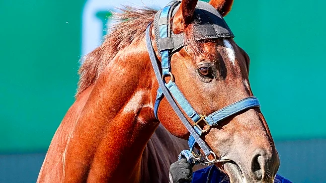 Fancy, 37, Recognized as World's Oldest Horse by Guinness World Records