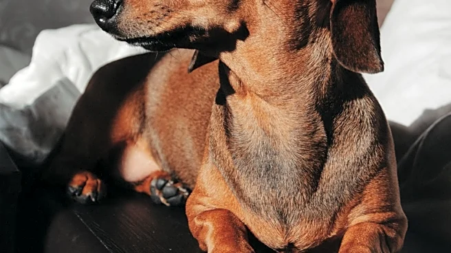 Dachshund's Sofa Destruction Goes Viral, Amuses Millions Online