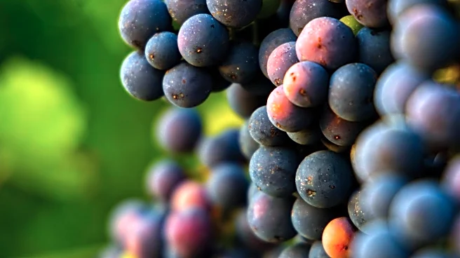 Batavia's 'Step into Spring: Wine Walk' to Boost Local Businesses