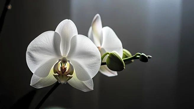 Bhad Bhabie Updates Fans on Cancer Diagnosis Amid Health Struggles