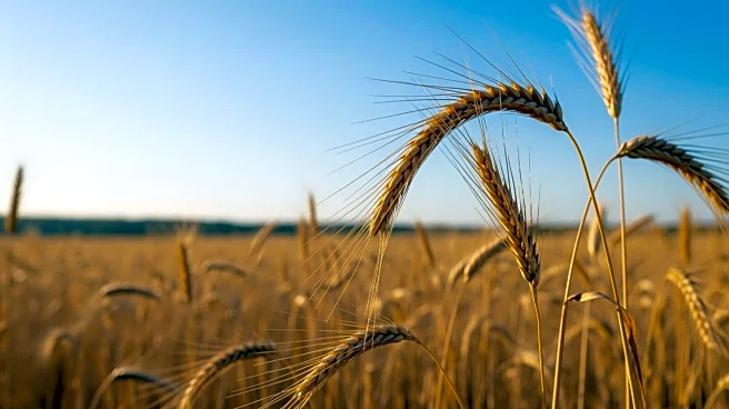 NAWG Introduces New Leadership Team at 2026 Commodity Classic to Support Wheat Growers