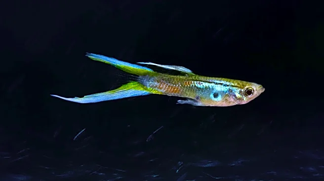 TikTok Trend: Sardines as a Skin Care Solution Gains Popularity