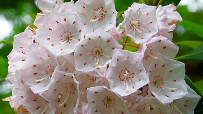 Mountain Laurel Floral Designs Launches March Workshops for Crafts and Gardening Enthusiasts