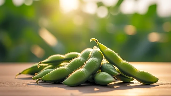 Soybeans Rally Amid Trade Talks and Biofuel Policy Uncertainty