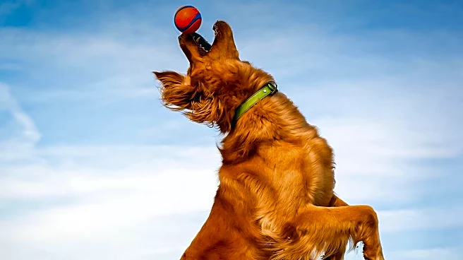 Golden Retriever's Viral Dance to Noah Kahan's Song Captivates Internet