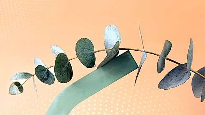 Credo Beauty's Strategic Launch of Saie Signals Clean Beauty's Resurgence