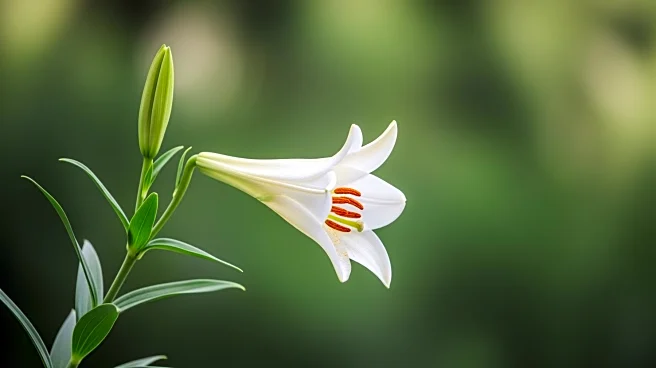 Meghan Markle Shares Rare Photo of Daughter Lili for International Women's Day