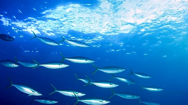 Sardines Gain Popularity for Their Anti-Inflammatory and Skin Health Benefits