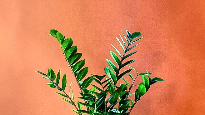 Houseplants Offer Natural Pest Control Solutions for Kitchens