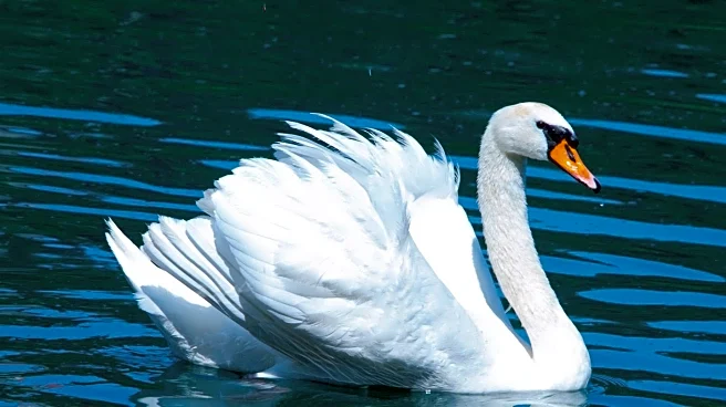Rare Trumpeter Swan Spotted in New York City for the First Time