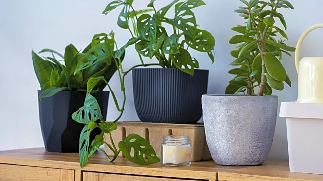 Costa Farms Launches Innovative Self-Watering Container to Simplify Plant Care