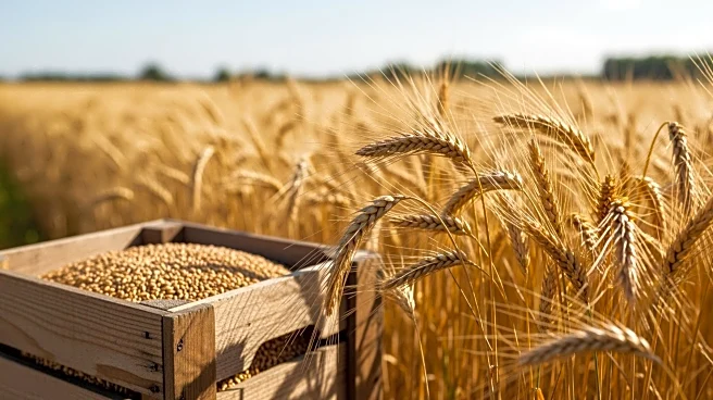 U.S. Farmers Capitalize on Crop Price Surge Amid Iran Conflict