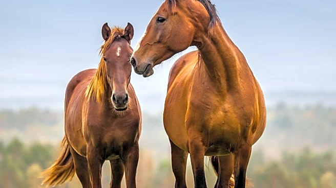 Dr. Anne Cleary Honored for Decades of Service to Wisconsin's Equine Industry
