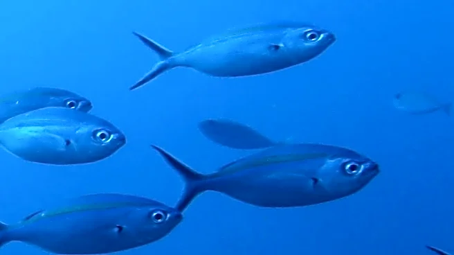 Sardines Surge in Popularity as Protein Craze Sweeps the U.S.