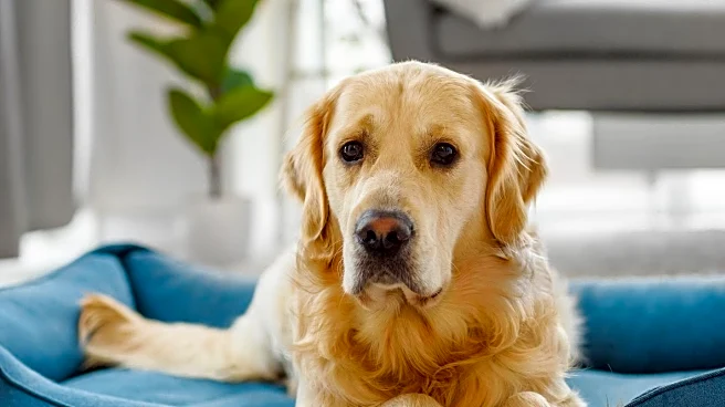 Costco Introduces New Pet Products: Enhancing Pet Care and Convenience