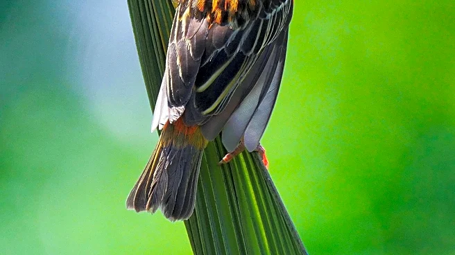 Gardening Tips to Attract Birds Year-Round, Enhancing Biodiversity and Enjoyment