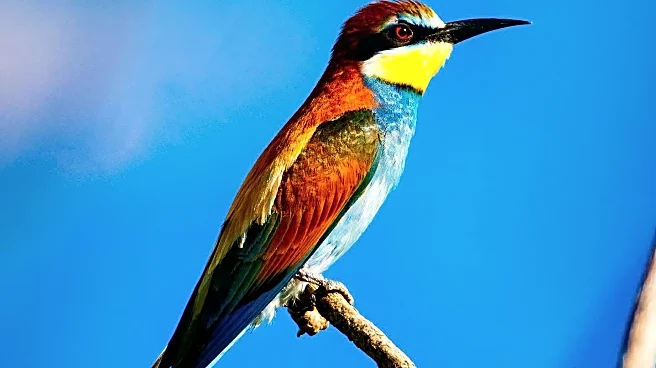 Study Highlights Birdwatching's Potential Benefits for Brain Health