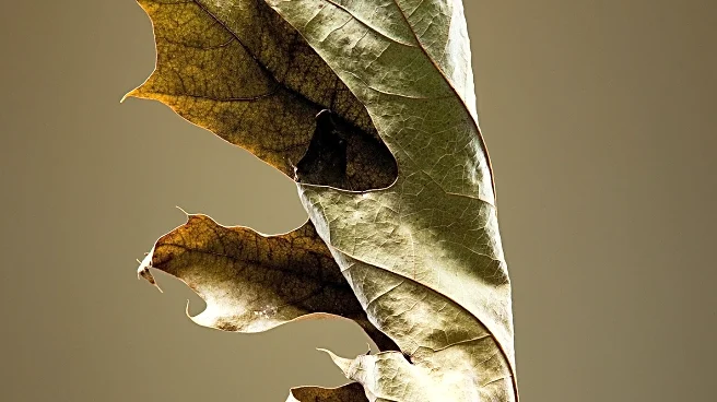 Consumer Reports Identifies Black+Decker Leaf Blower as Underperforming in Power Tests