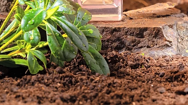 Kayali Expands Eden Fragrance Collection with Two New Scents Celebrating Nostalgia and Joy