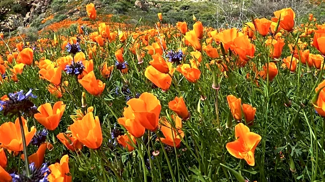 Southern California Wildflowers Offer Spectacular Views Despite Lack of Superbloom