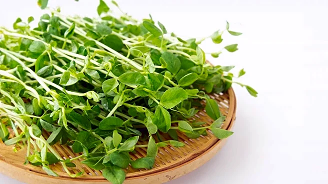 Researchers Develop Vitamin B12-Fortified Pea Shoots to Combat Global Deficiency