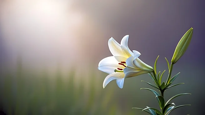 Pfizer's Atirmociclib Shows Promise in Reducing Breast Cancer Progression Risk