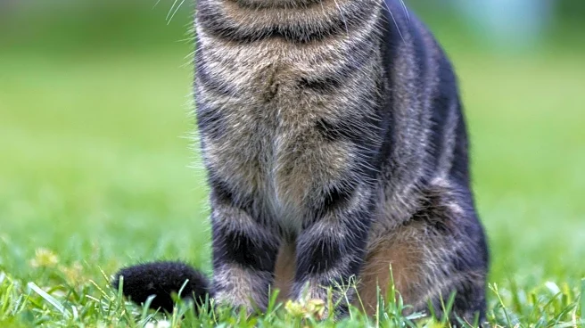 Reddit User's Debate Over 'Neighborhood Cat' Captivates Internet