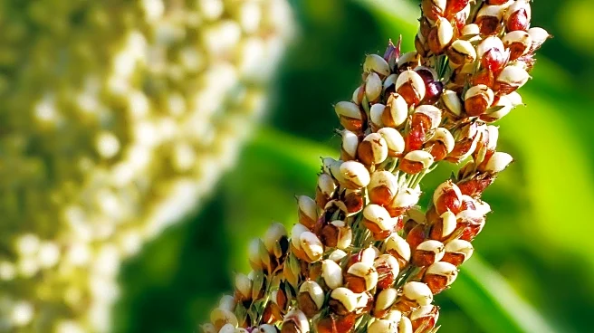 Gujarat Minister Promotes Millets as a Healthy Lifestyle at Statewide Festival
