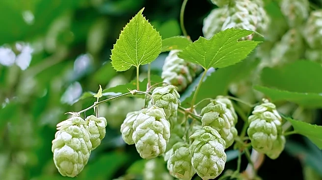 Piney River Brewing Celebrates 15th Anniversary with Special Beer Releases