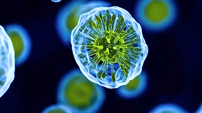 Gut Microbe Identified as Potential Booster of Muscle Strength