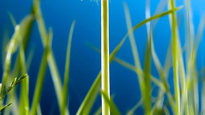 Boise, Idaho Tops List of U.S. Cities for Allergy Challenges Amid Early Spring