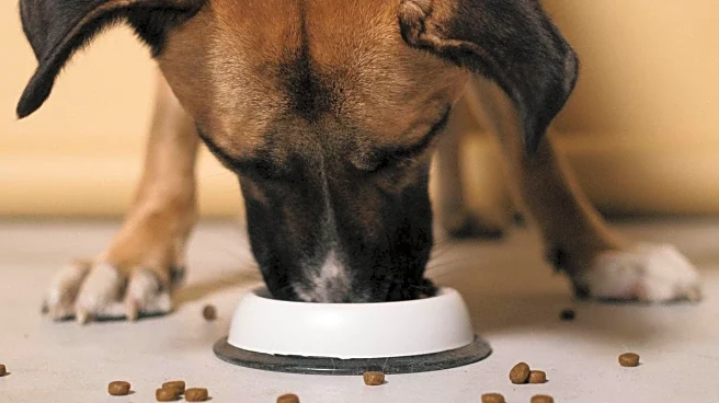 Viral 'Boy Kibble' Trend Raises Questions About Nutrition and Gender Norms