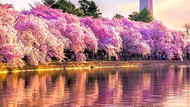 Washington's Cherry Blossoms Reach Peak Bloom, Signaling Start of Tourist Season