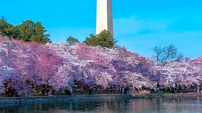 Washington, DC Welcomes Visitors with Cherry Blossoms and Cultural Exhibits