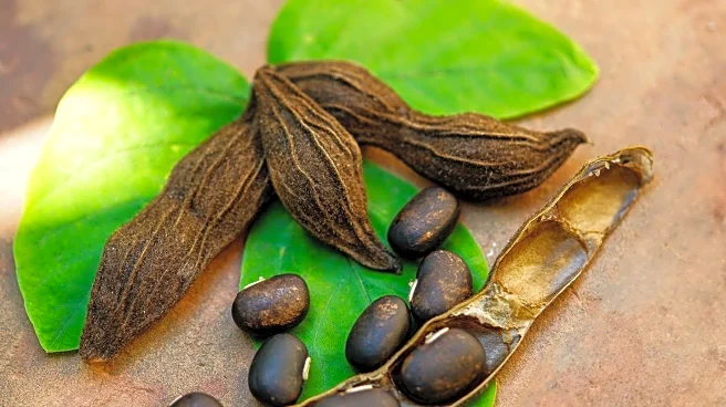 Ear Seeding: A Traditional Chinese Medicine Practice Gains Popularity for Stress Relief