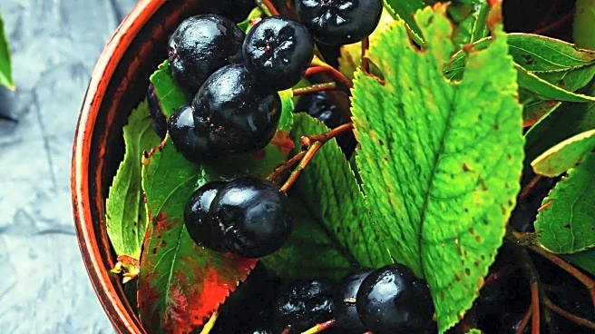 Study Reveals Aronia Juice's Impact on Metabolic Health Depends on Gut Microbiome
